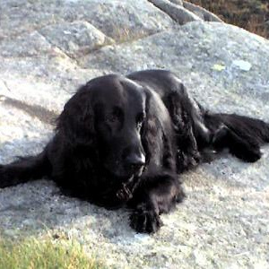 Kristine T. Davidsen