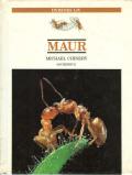 Maur