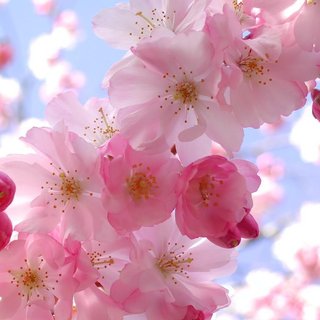 cherry_blossom