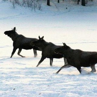 Anne-Kristin Aasberg