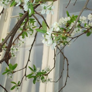 Anette Prøis Fearnley