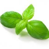 basilikum