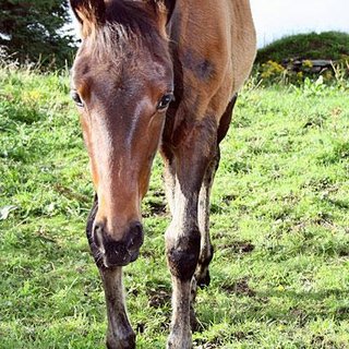 Ingrid Vangdal,hoiland