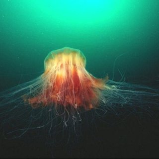 Mimmi Charlotte Christensen