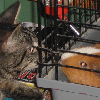 Aud Ingebjørg Rougseth