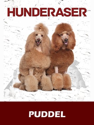Puddel