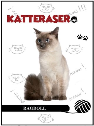 Ragdoll