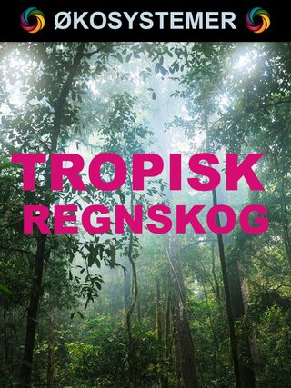 Tropisk regnskog