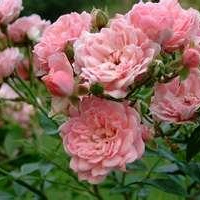 Eva Elisabeth Clausen