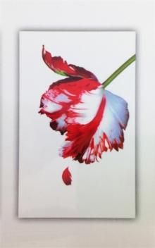 Twilight saga - 5 book set