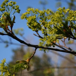 Siri Askildsen Lindseth