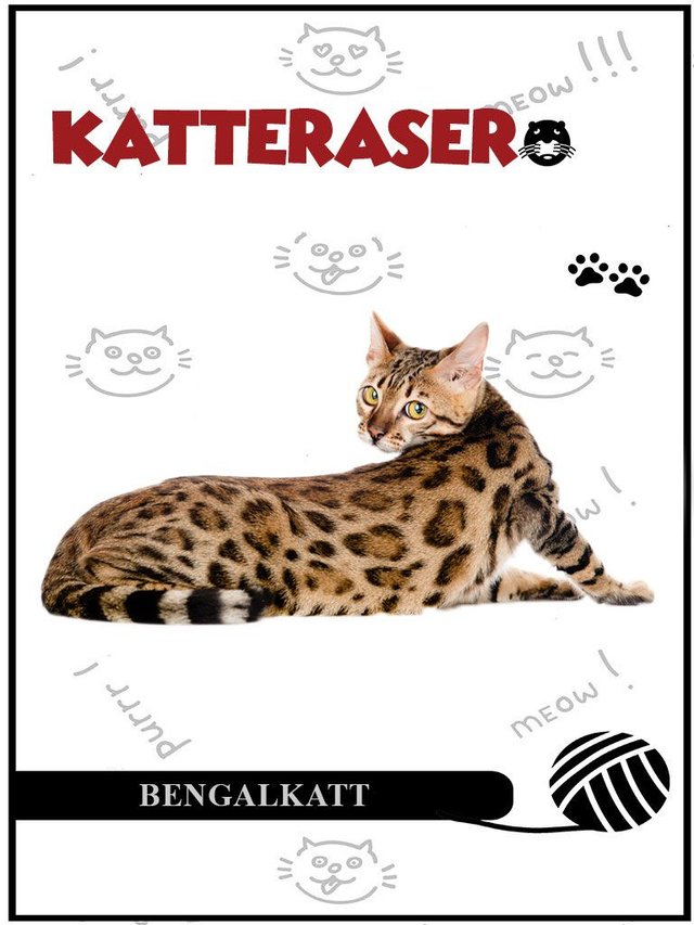 "Bengalkatt" av Tania Cheslaw