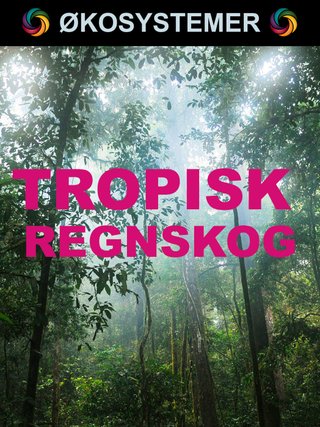 Tropisk regnskog