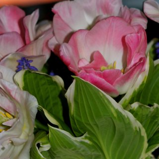 Kristin Henanger Haugen