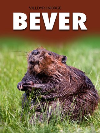 "Bever" av Marte Østmoe