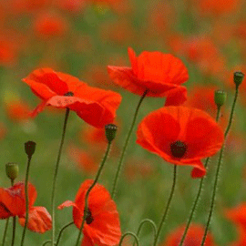 Nina M. Haugan Finnson